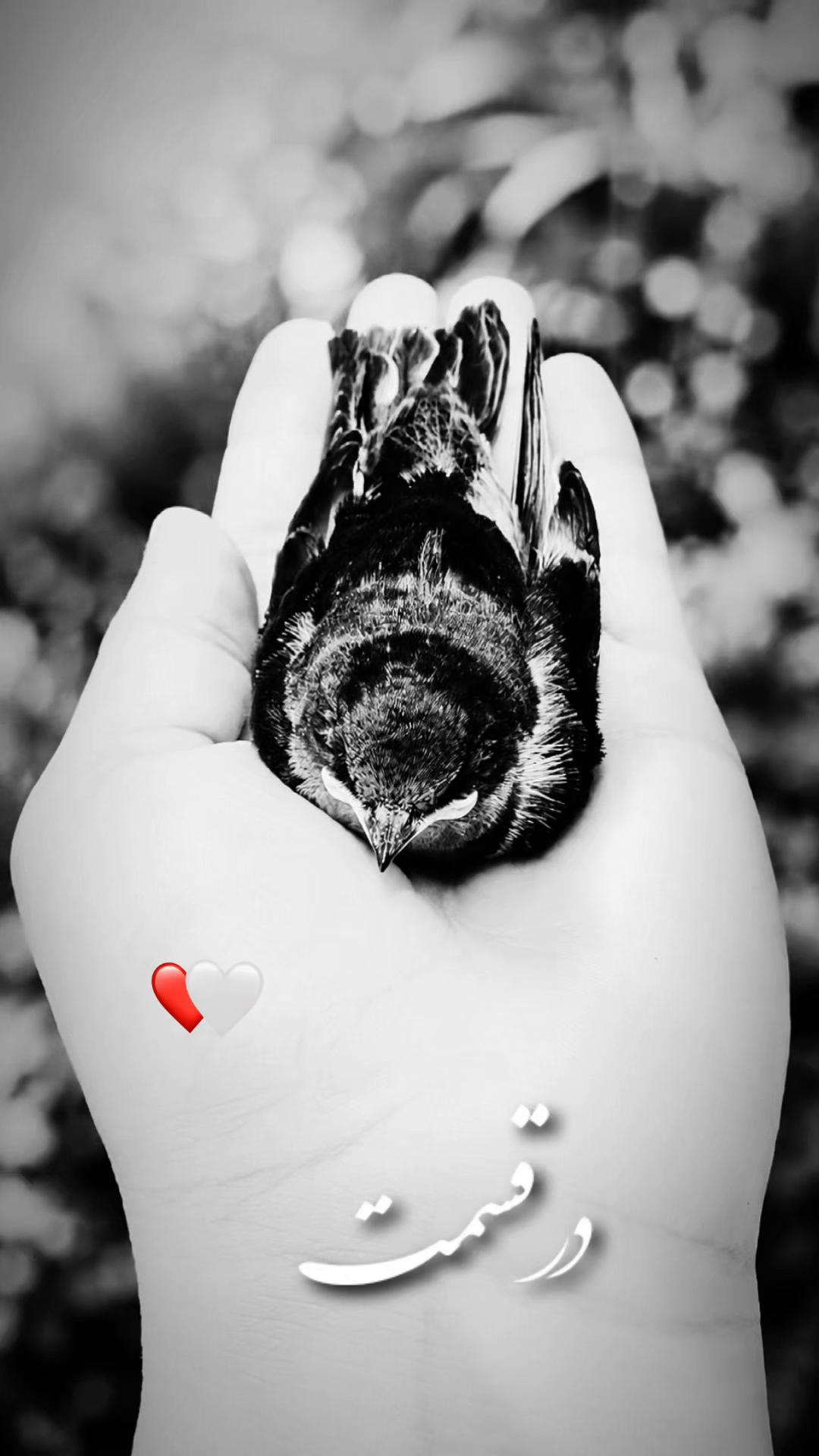 @𝓢𝓪𝓶𝓲𝓻𝓪❀