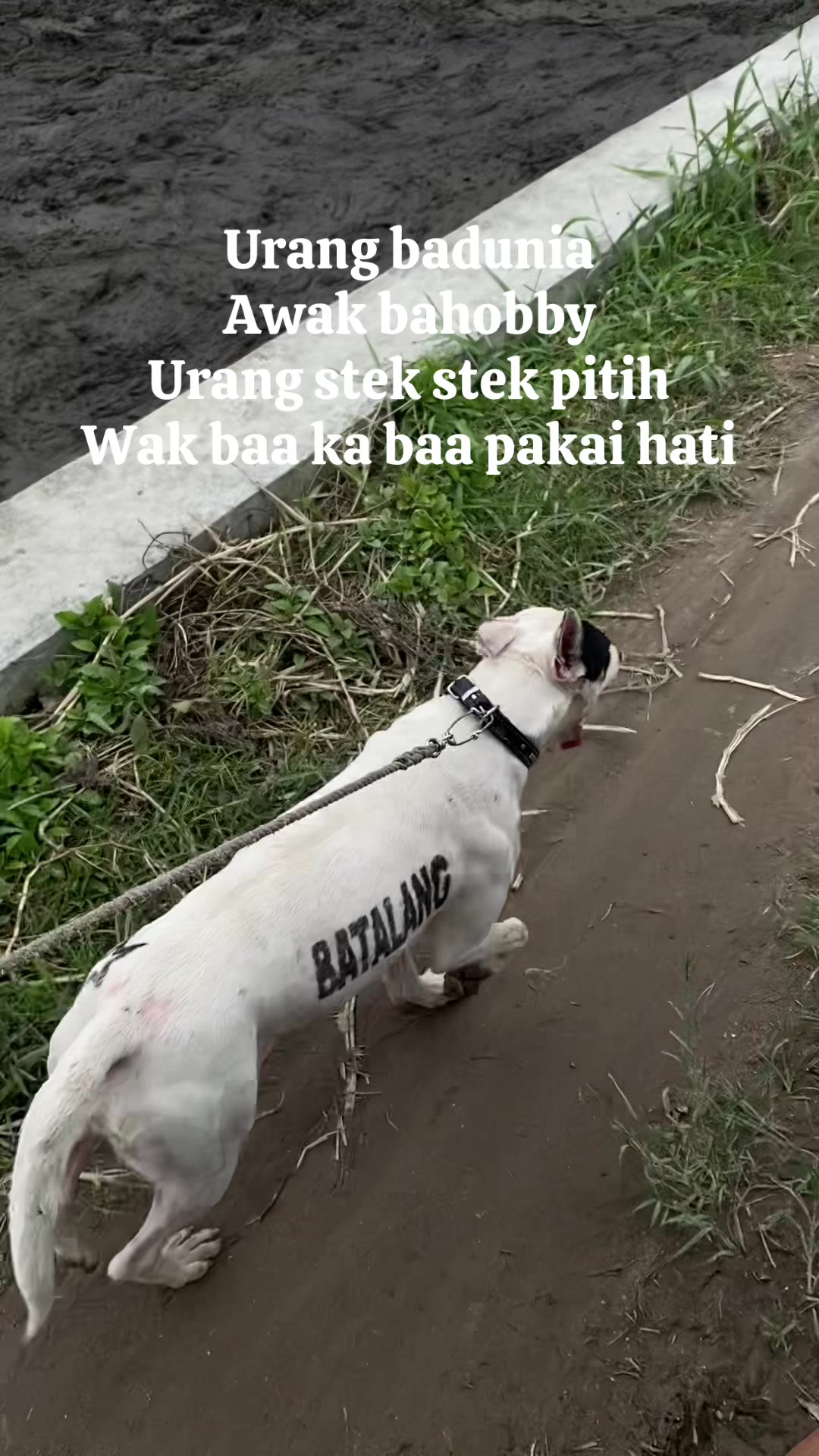@Jabua