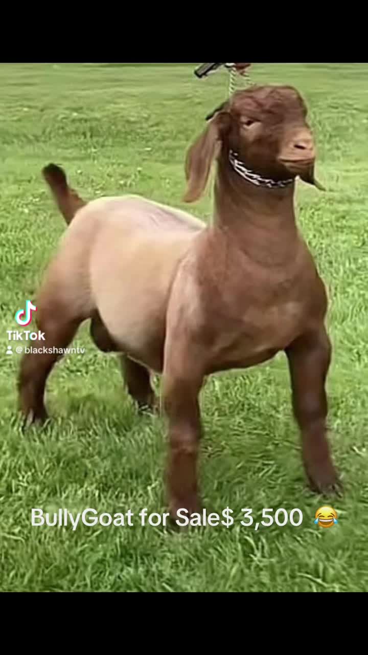 @blackshawntv