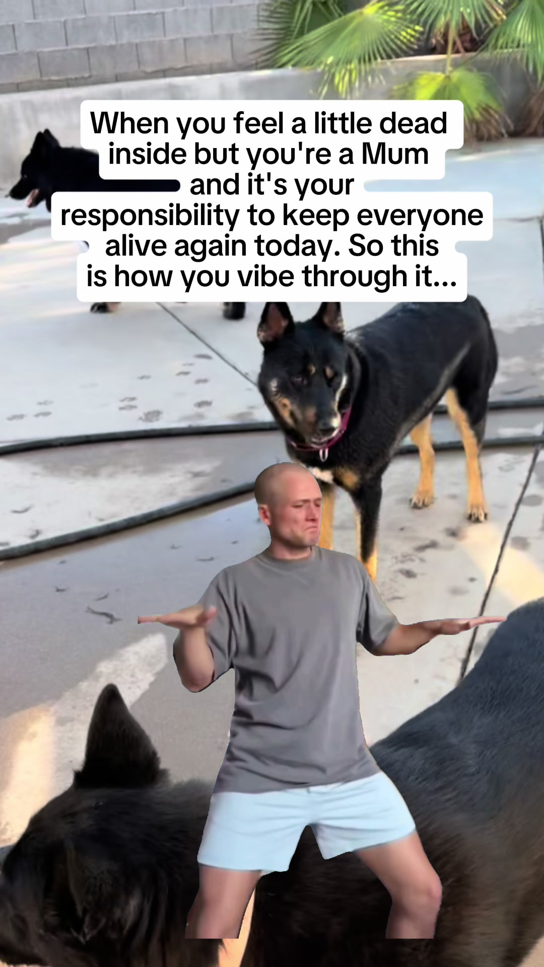 @Shepsky Mom
