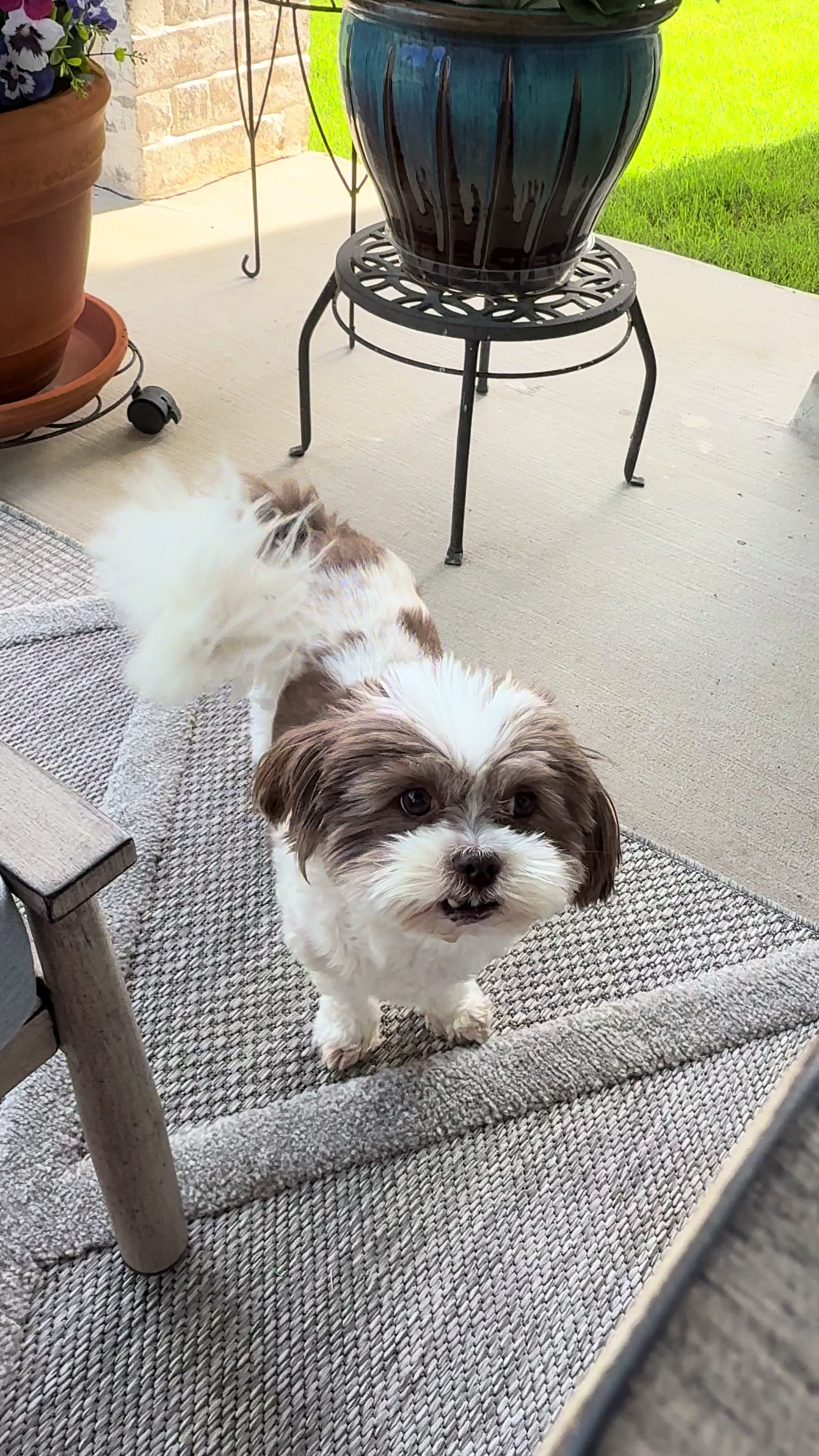 @My_4_Yorkies