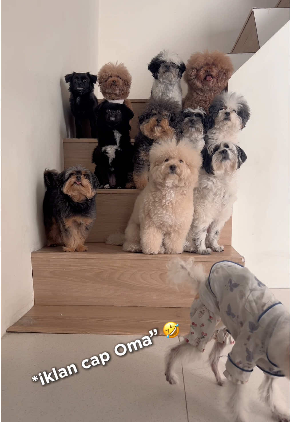 @Jiro and the poodle gang