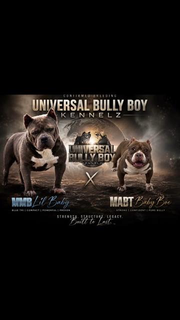 @BULLY BOY FAMILY PRODUCTIONS