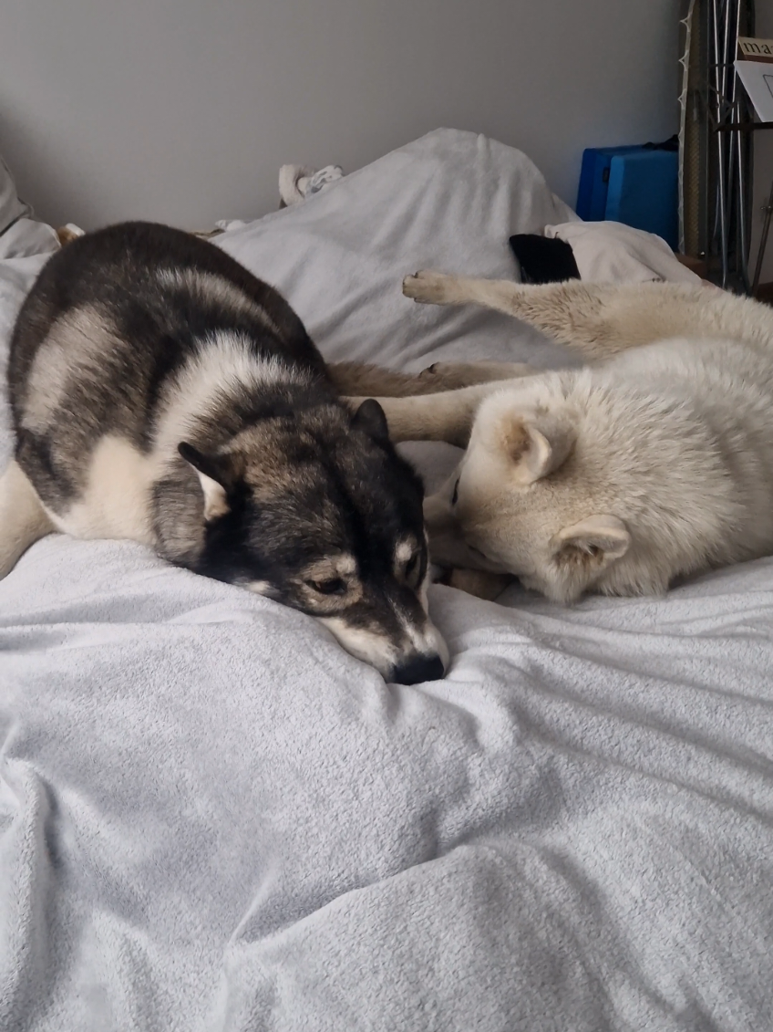 @husky.ananaski
