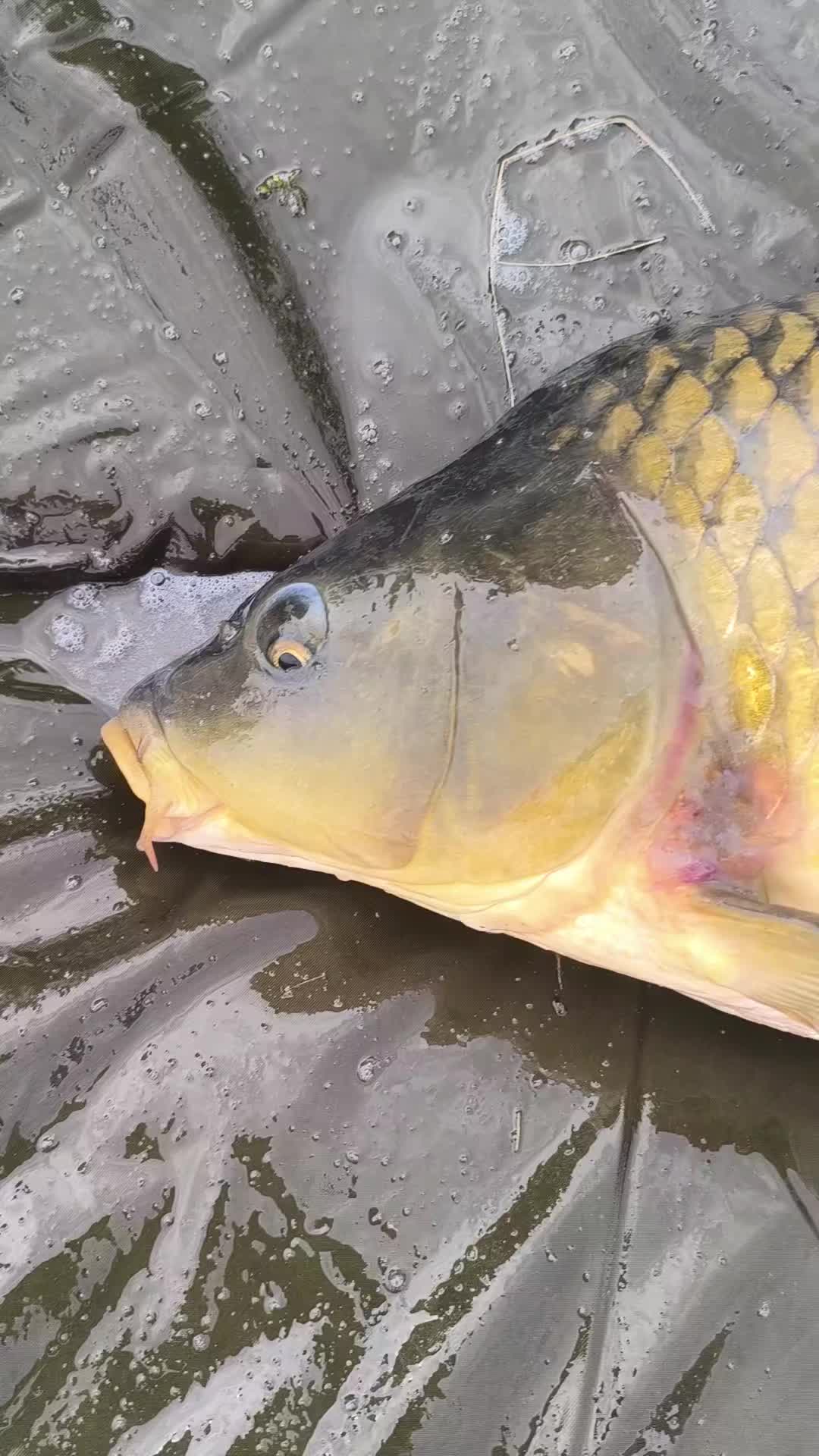 @Jocarpfishing