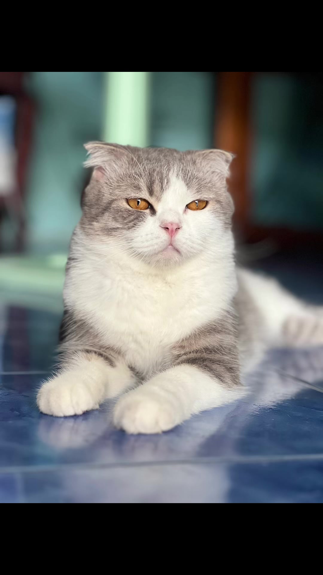 @บักนัดที่แปลว่าสัปปะรด