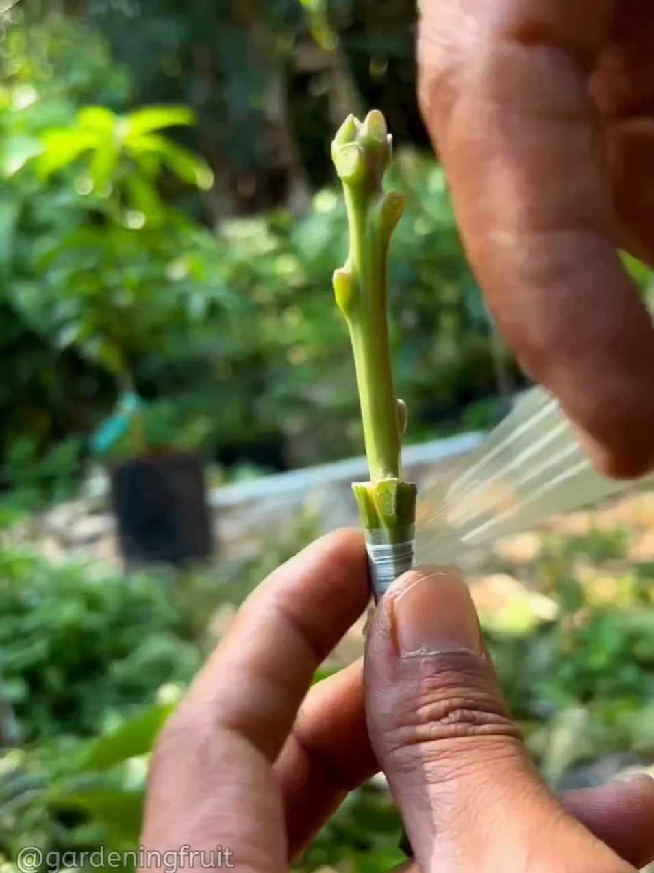 @GardeningFruits