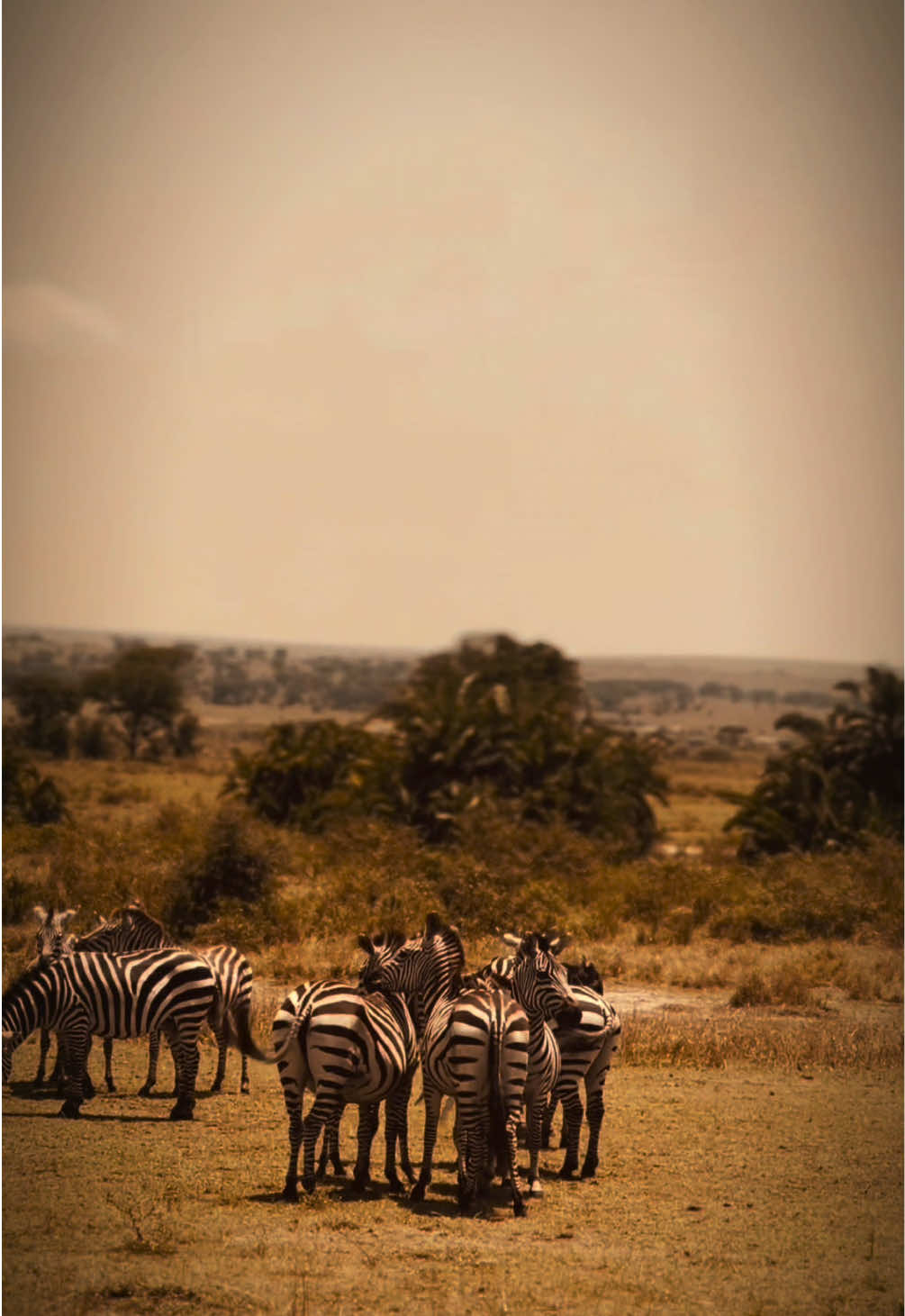 @Tanzania Safari Experience