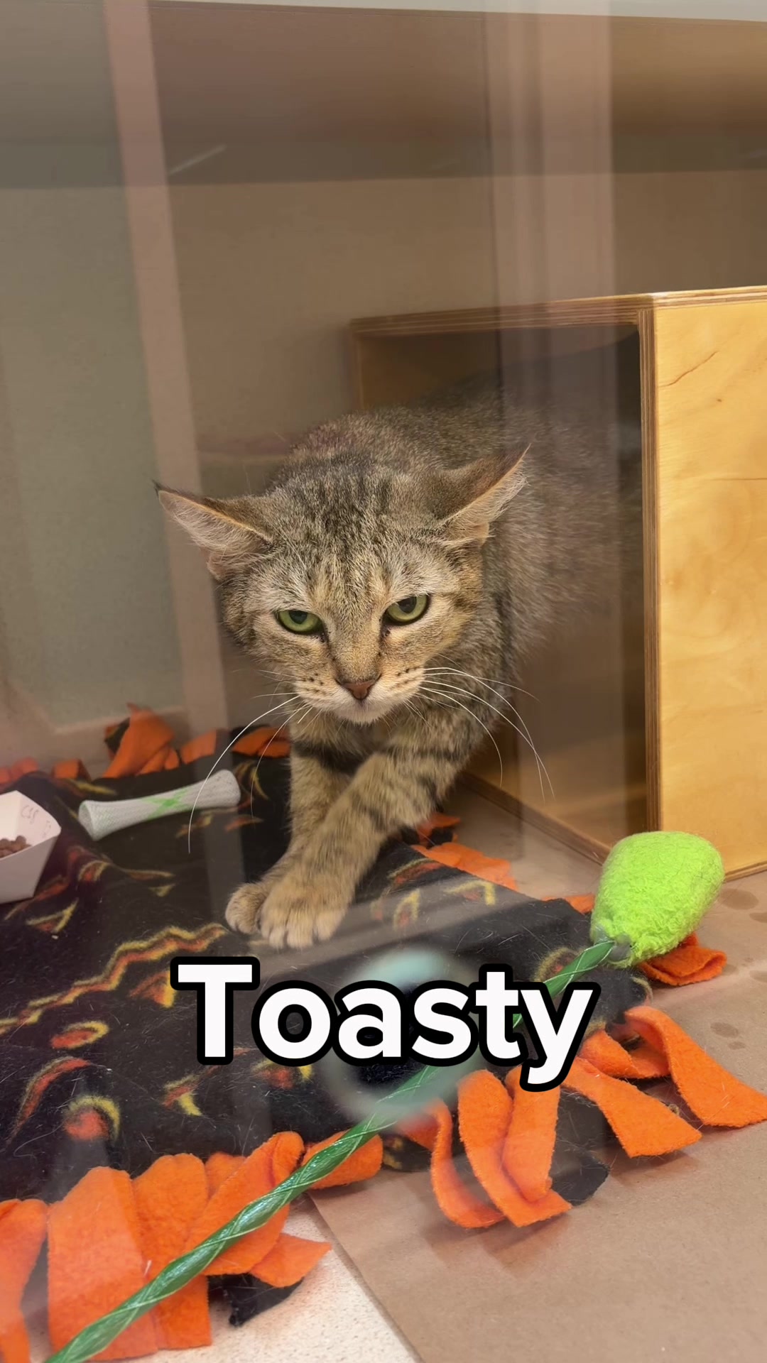 @Seattle Humane