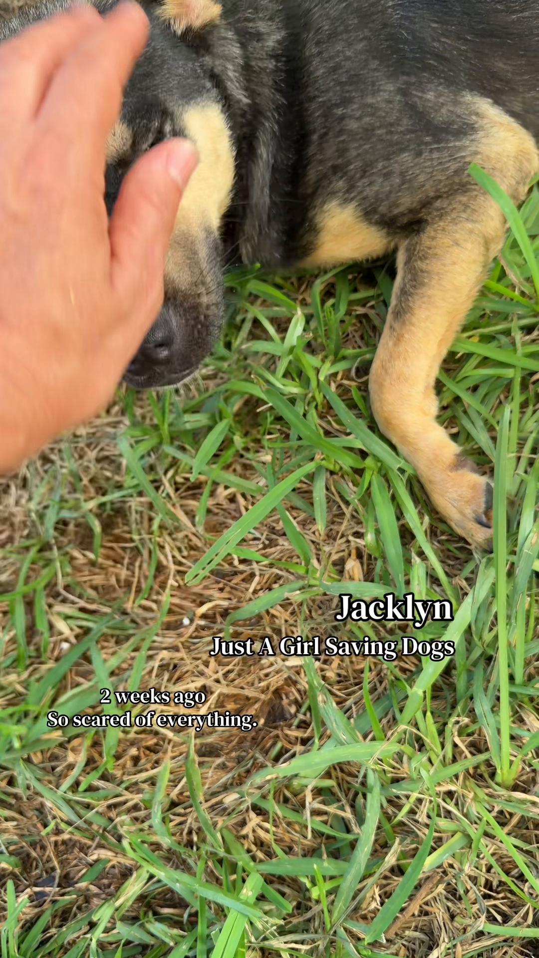 @Just A Girl Saving Dogs