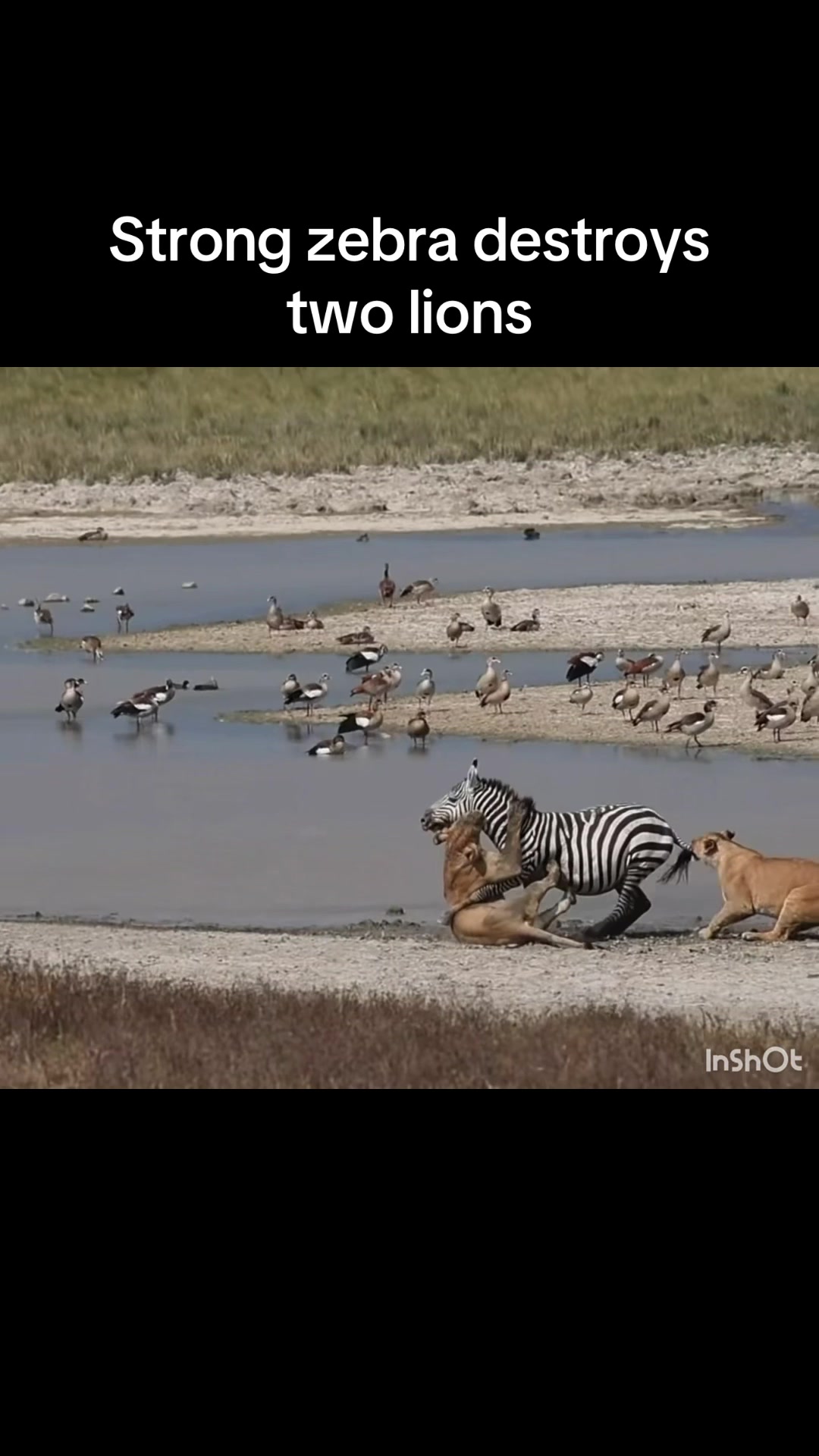 @InTheWildZone
