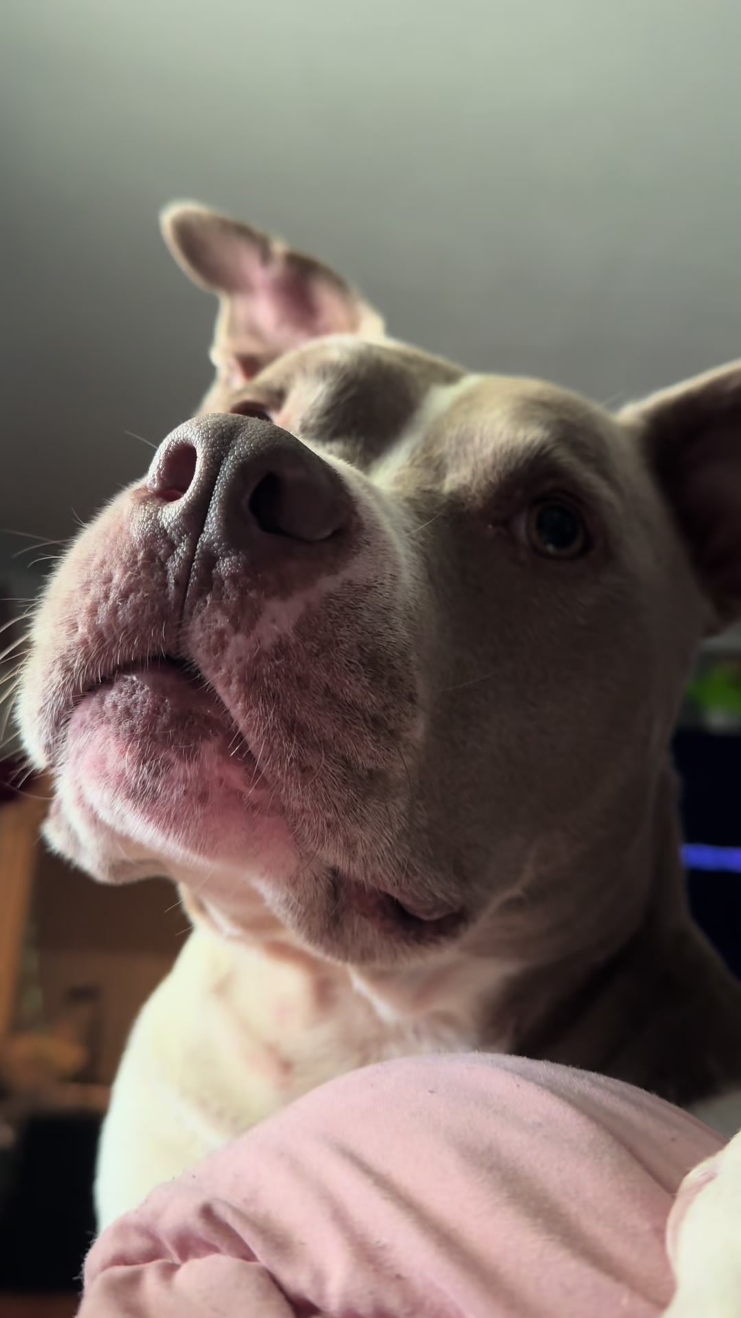 @Pittie Mom