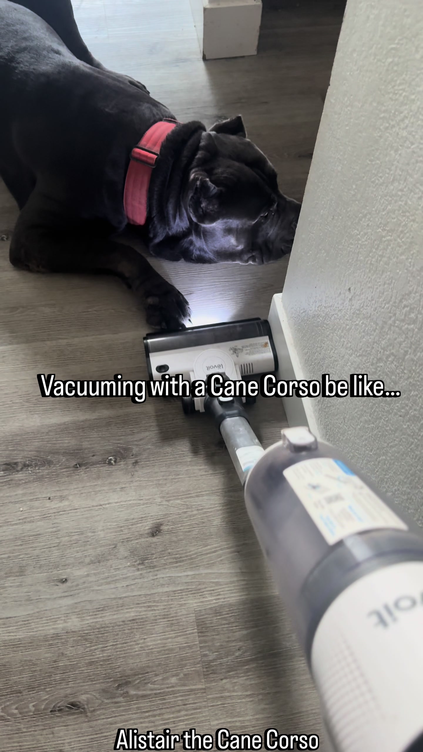 @Alistair the Cane Corso