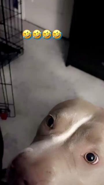 @Andy 🌷🐾