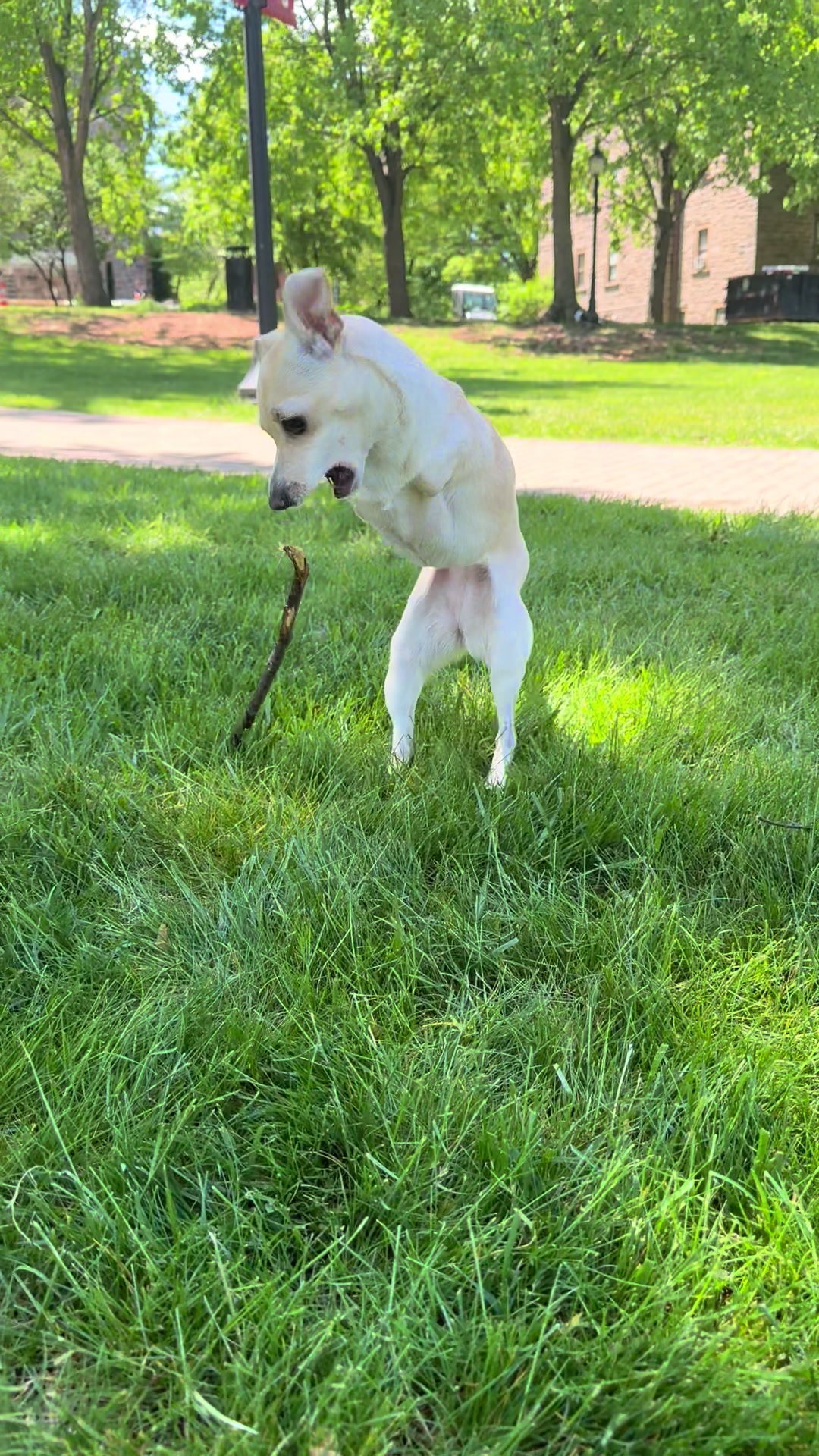 @2legdogs