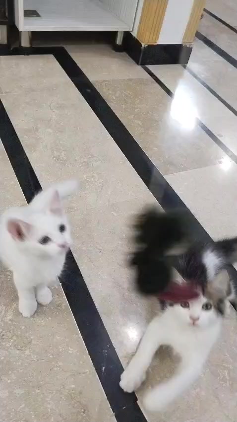 @Mr. AK008