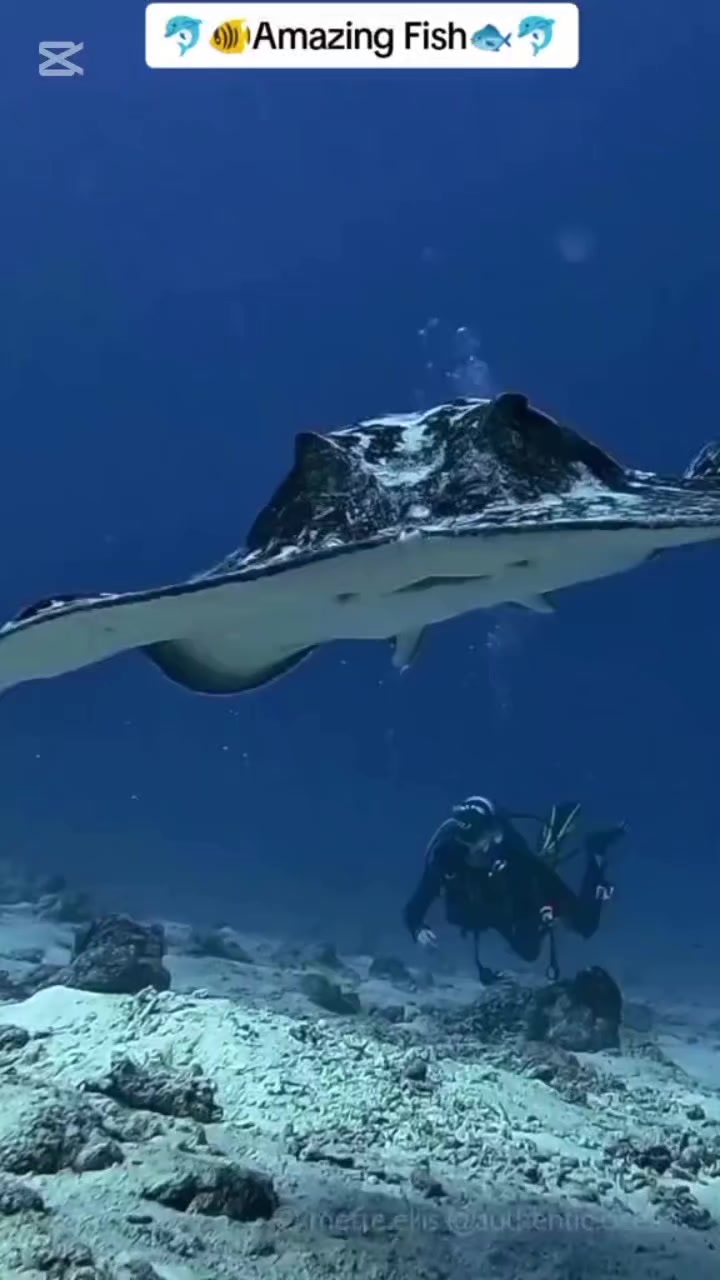 @الأمل الأخضر