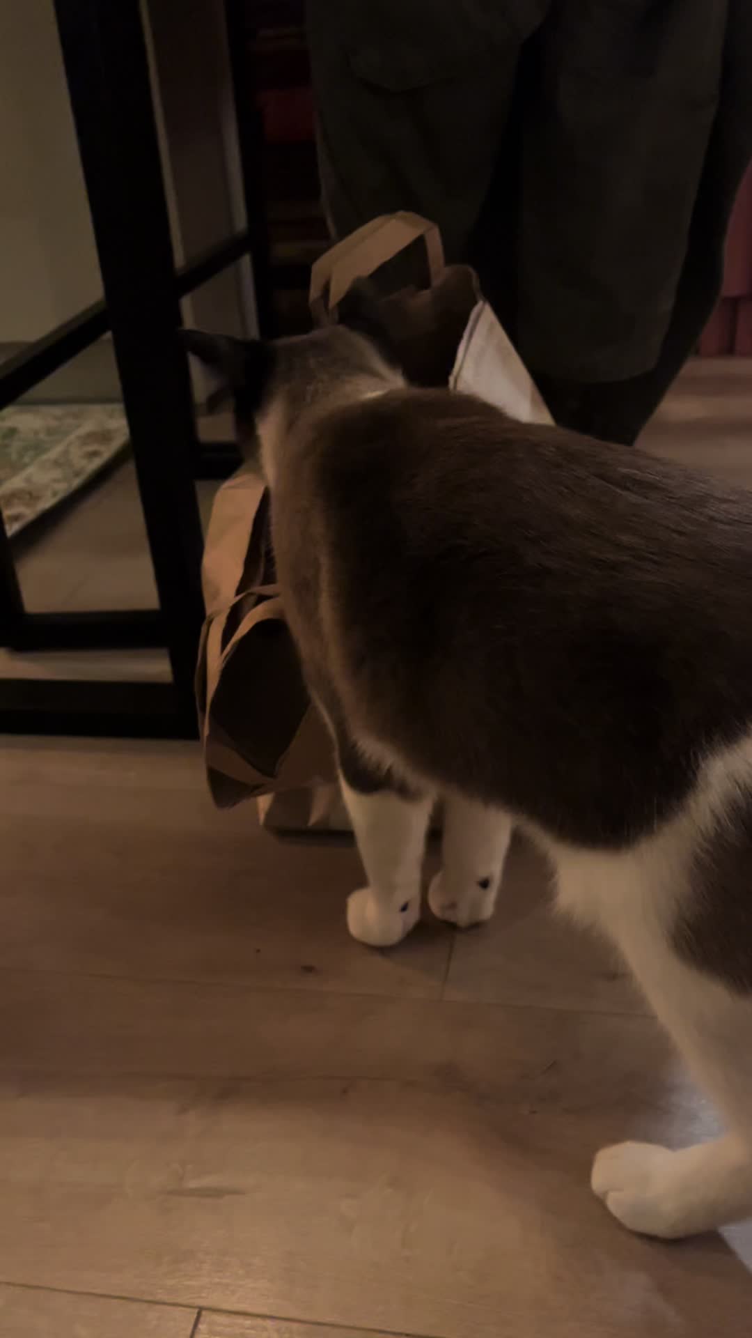 @grumpycattommyandfriends