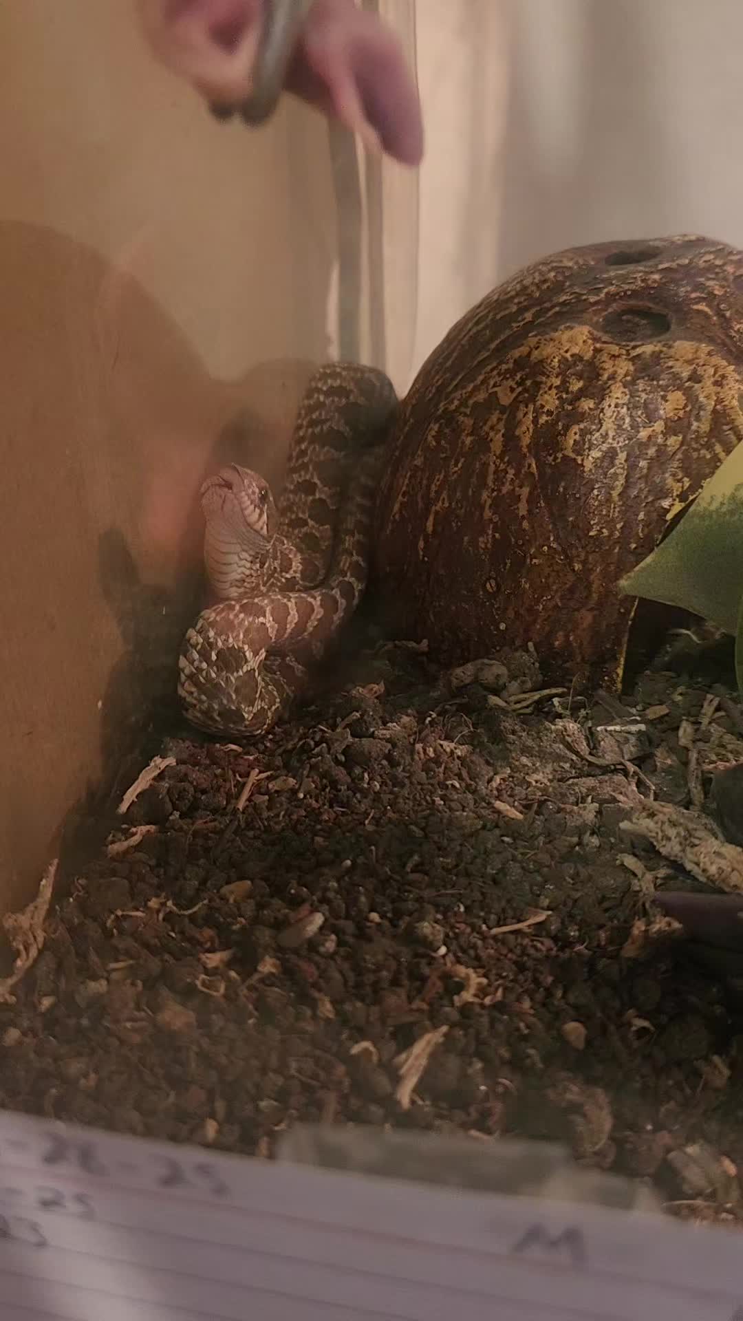 @Ballard’s Reptiles