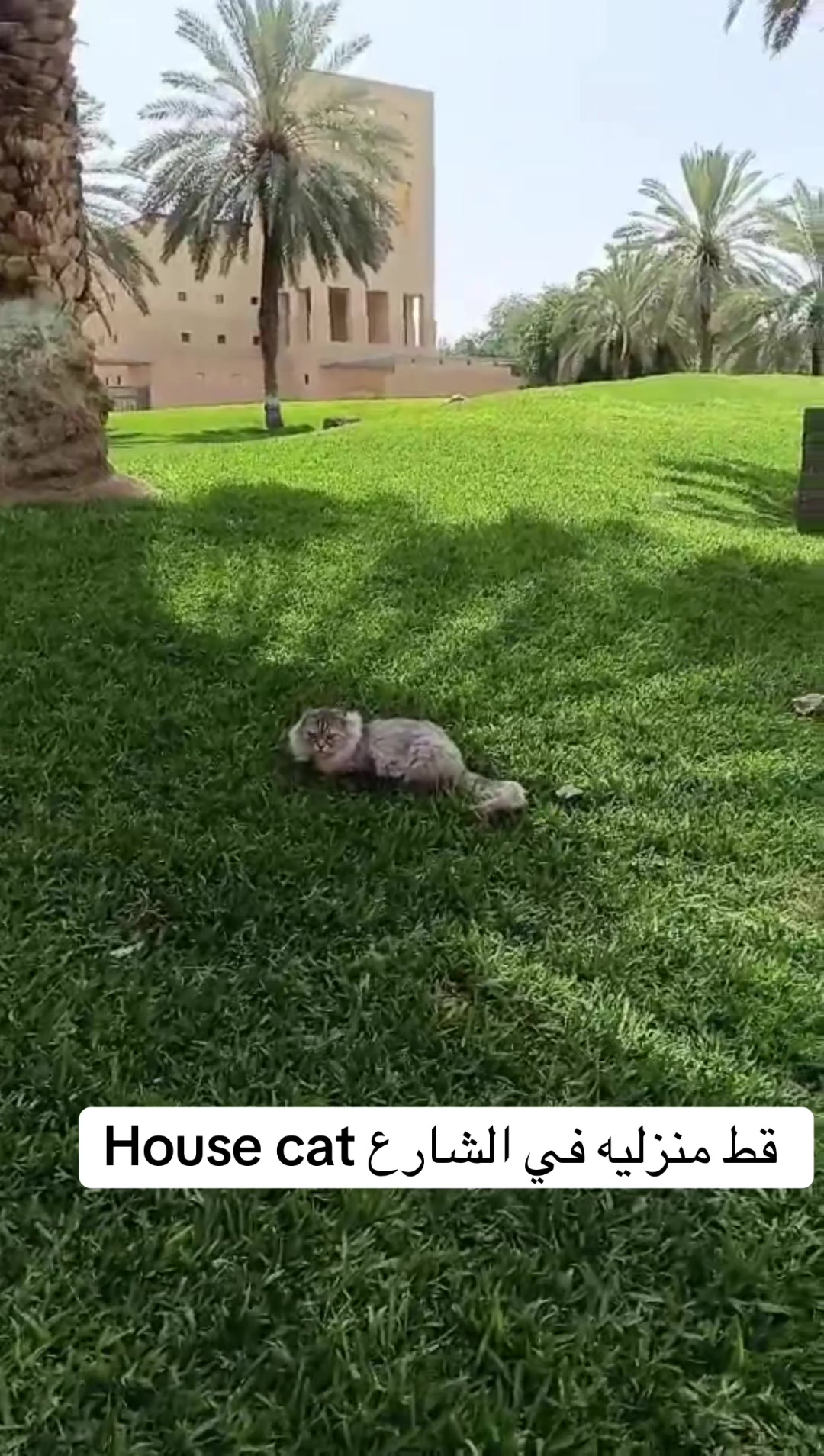 @obidaloni