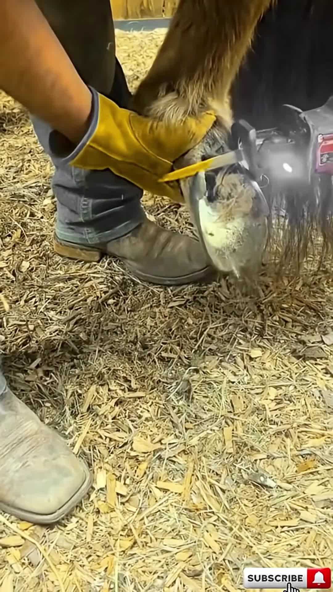 @Tessa - Animal US