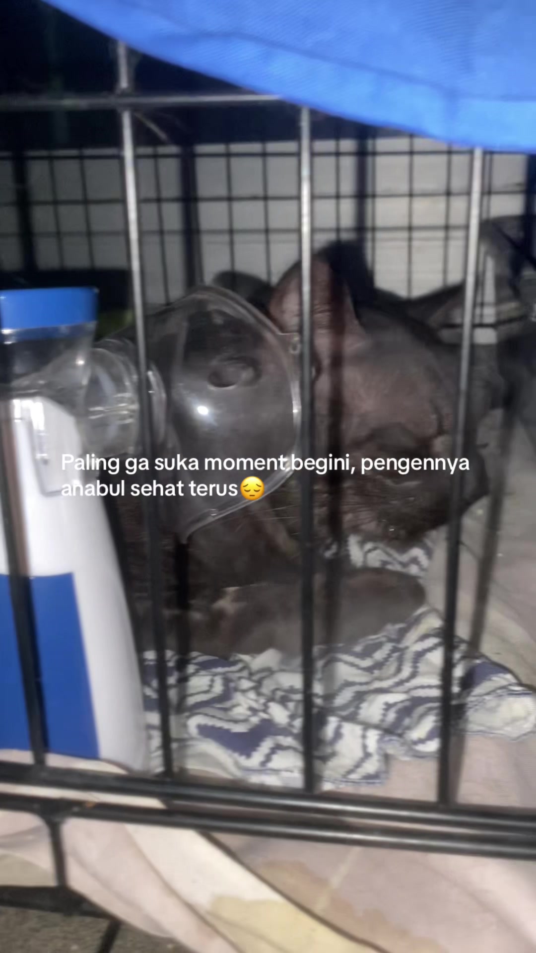 @kucingnyalingga🍉