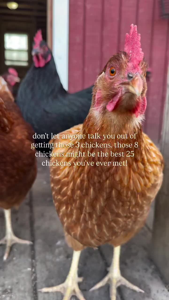 @Live stock animals ๐ชฟ๐๐๐๐ฅฌ