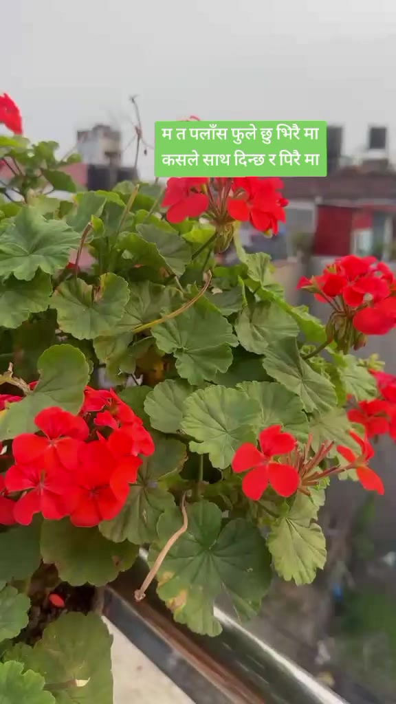 @janu khadka