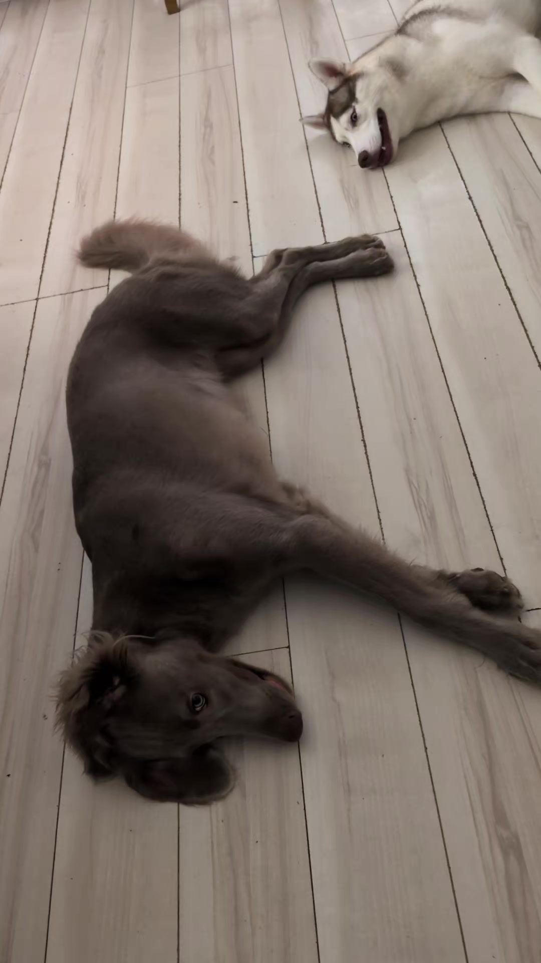 @大型犬3頭&小型老犬4頭多頭飼いの生活