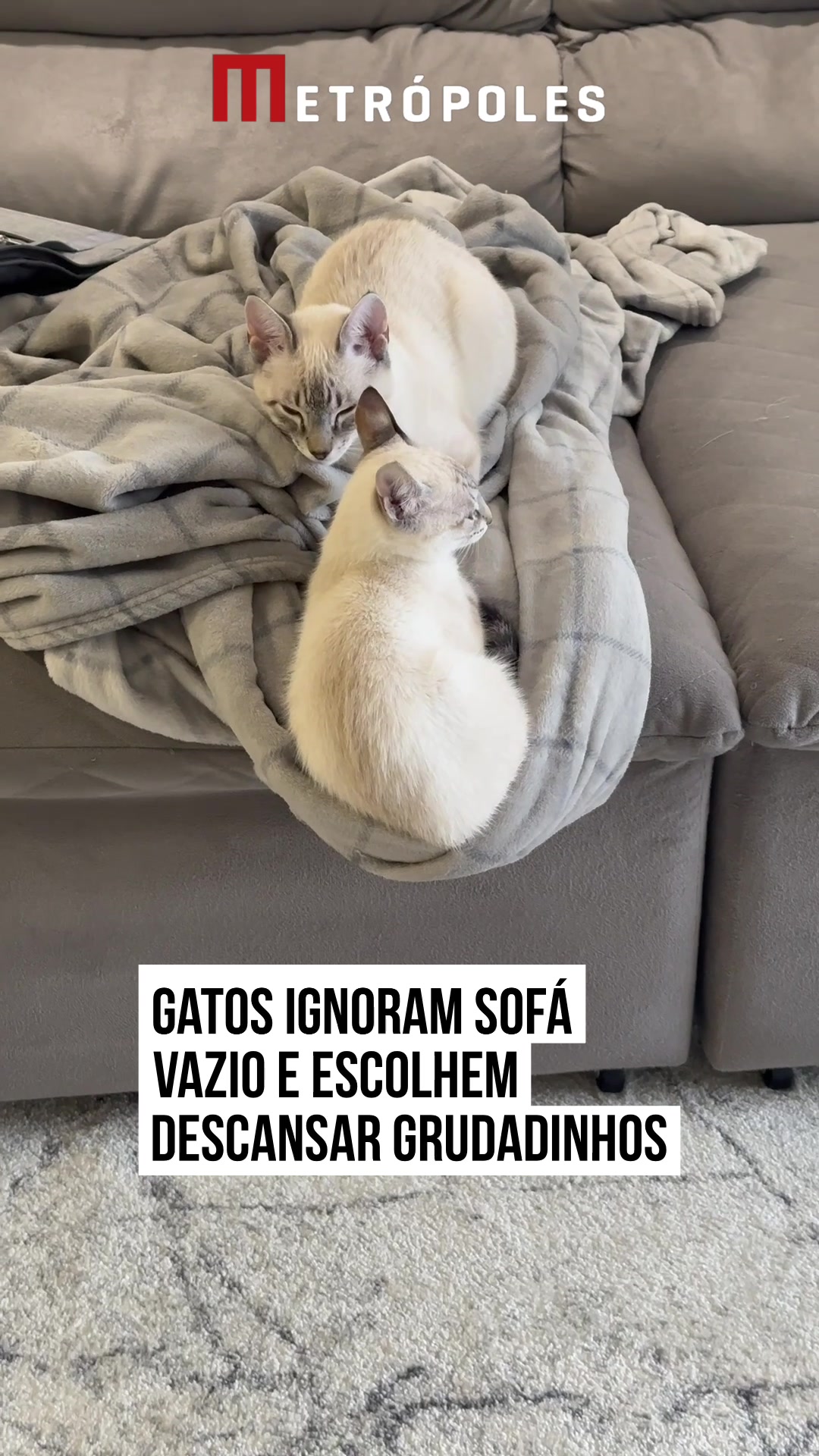 @Metrópoles Oficial