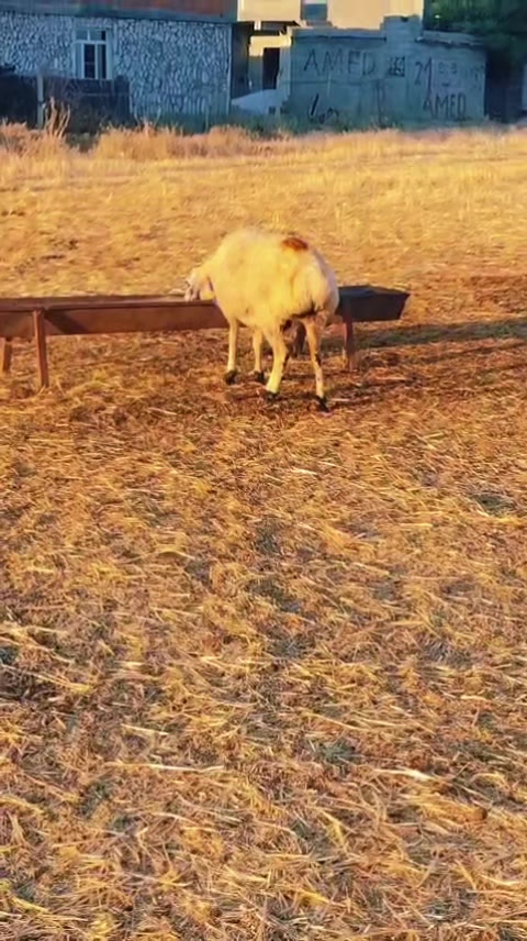 @welat_82