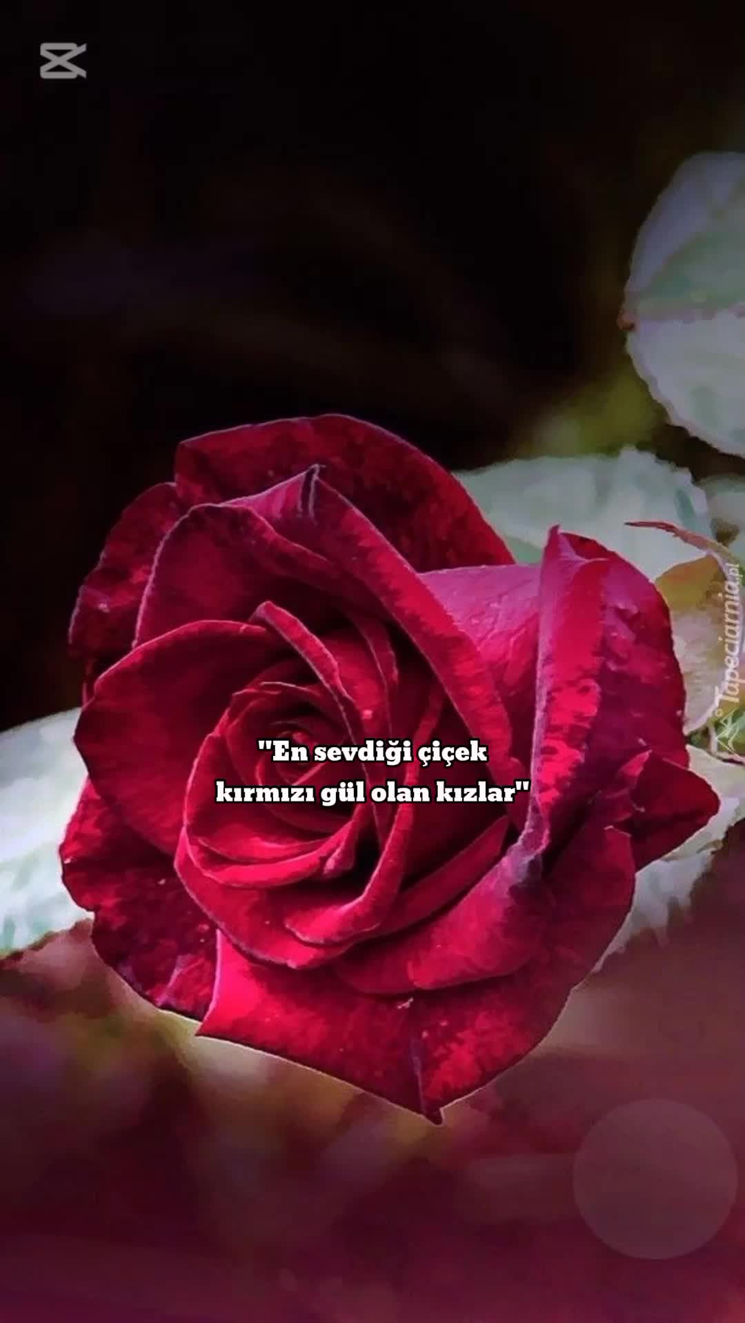 @çiçekler ve nicesi