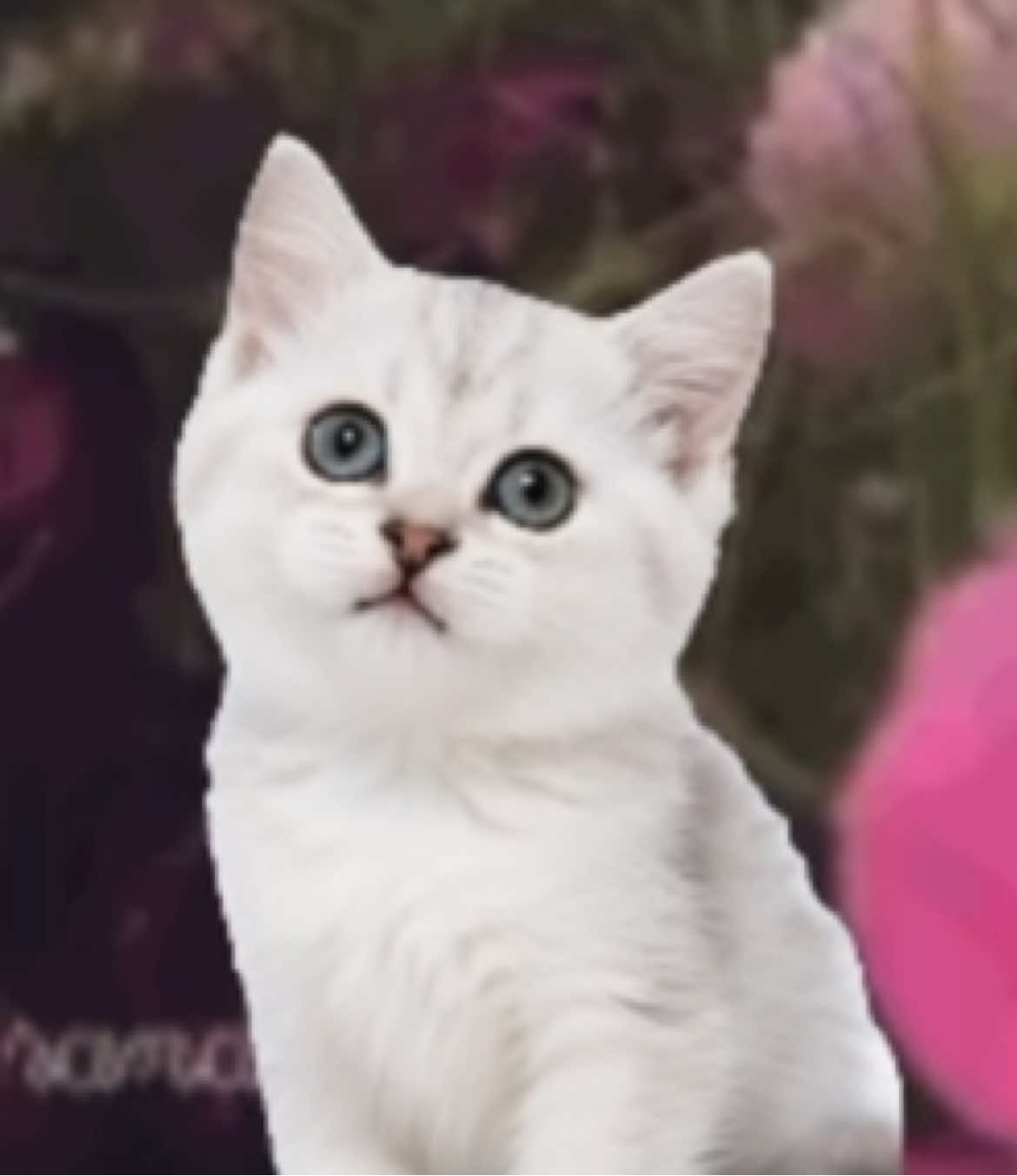 @𓂃𓂂◌🩺𝓘ntern.𝓡ants🐰◌˳𓇬