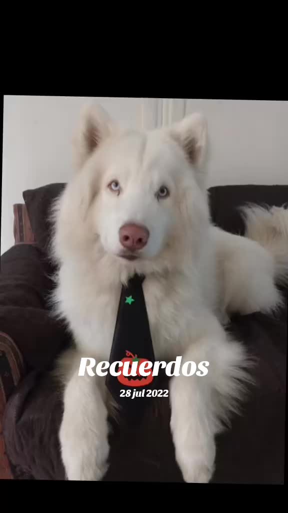 @💓🐶OTTO POLAR 🐶💓
