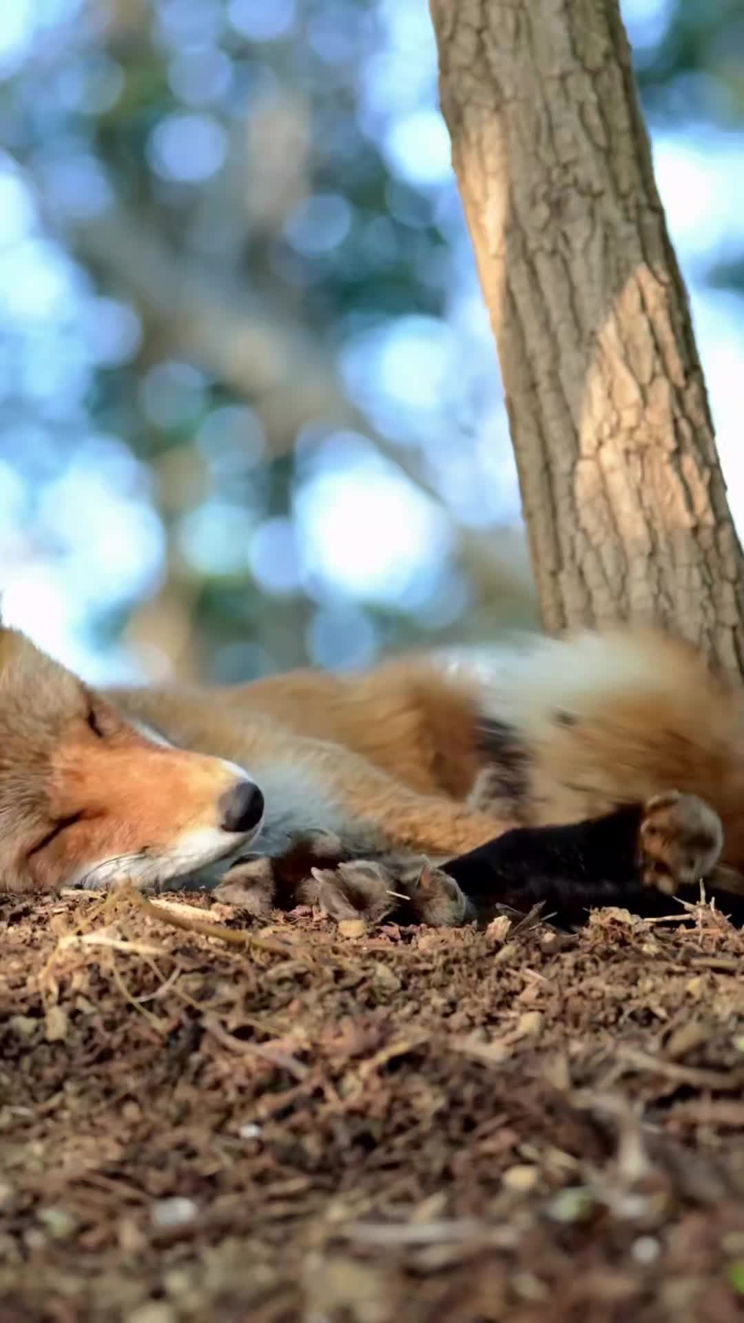 @Oldsilverfur