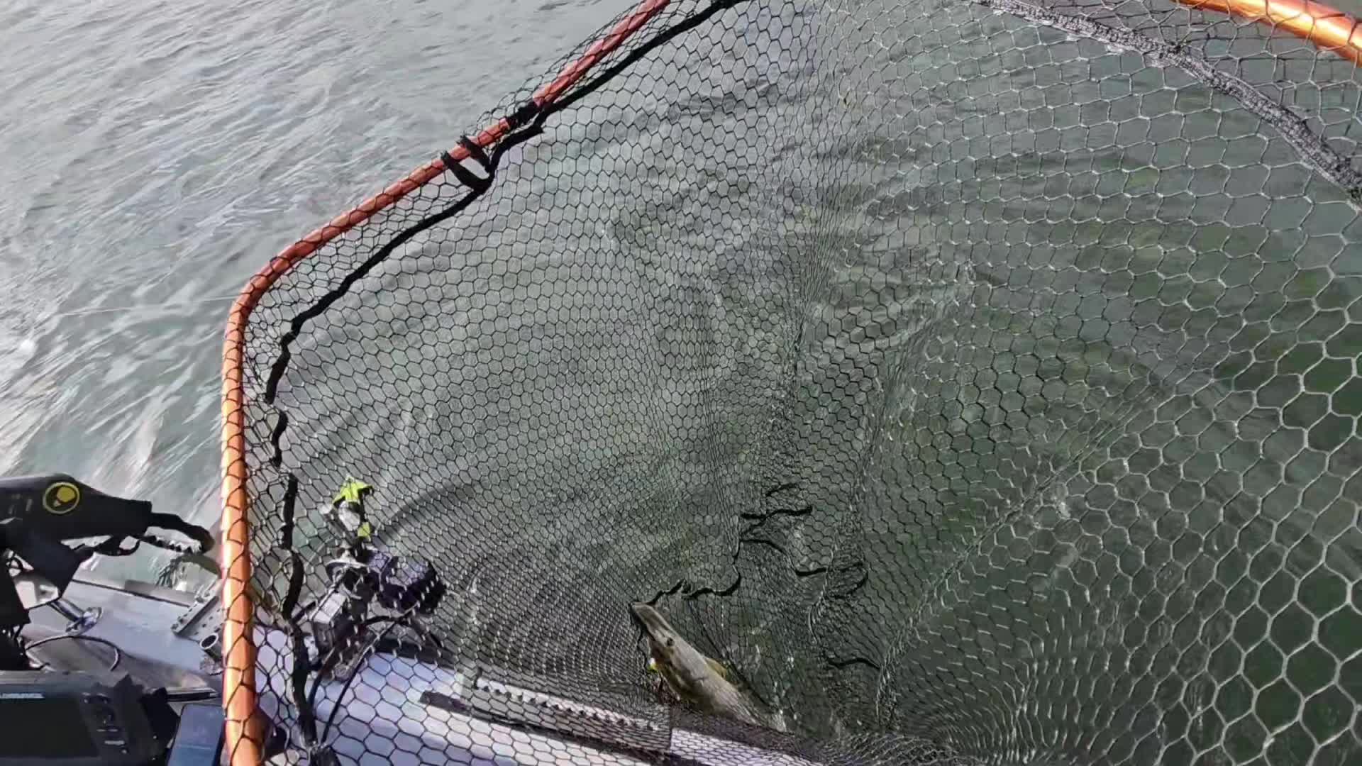 @mfly_lures