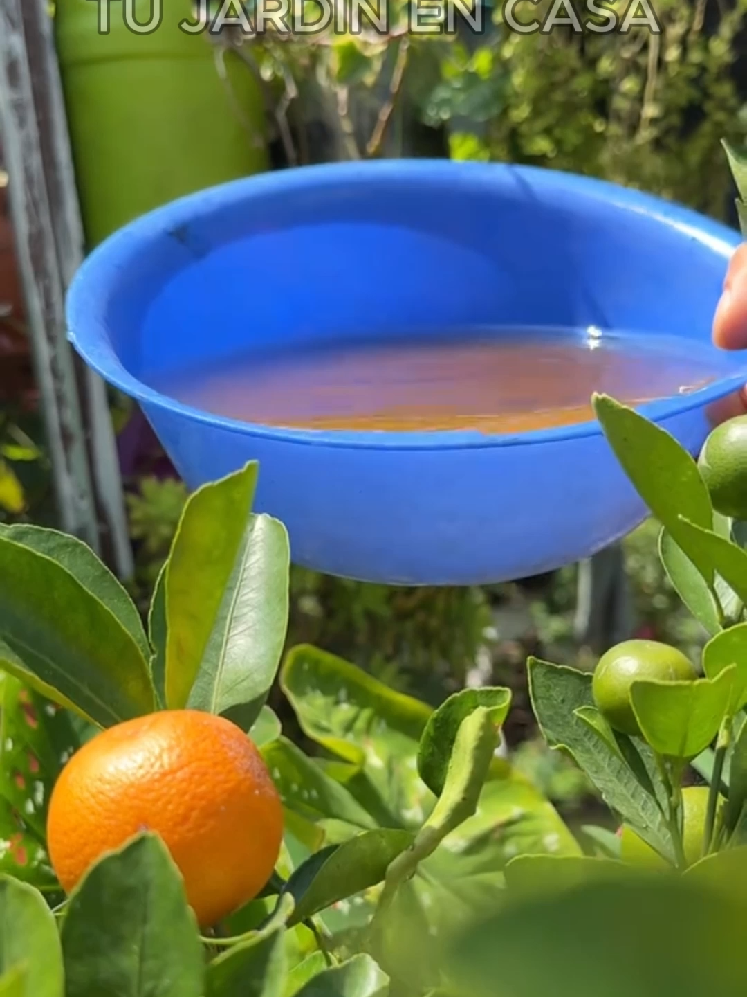 @Tu jard&iacute;n en casa