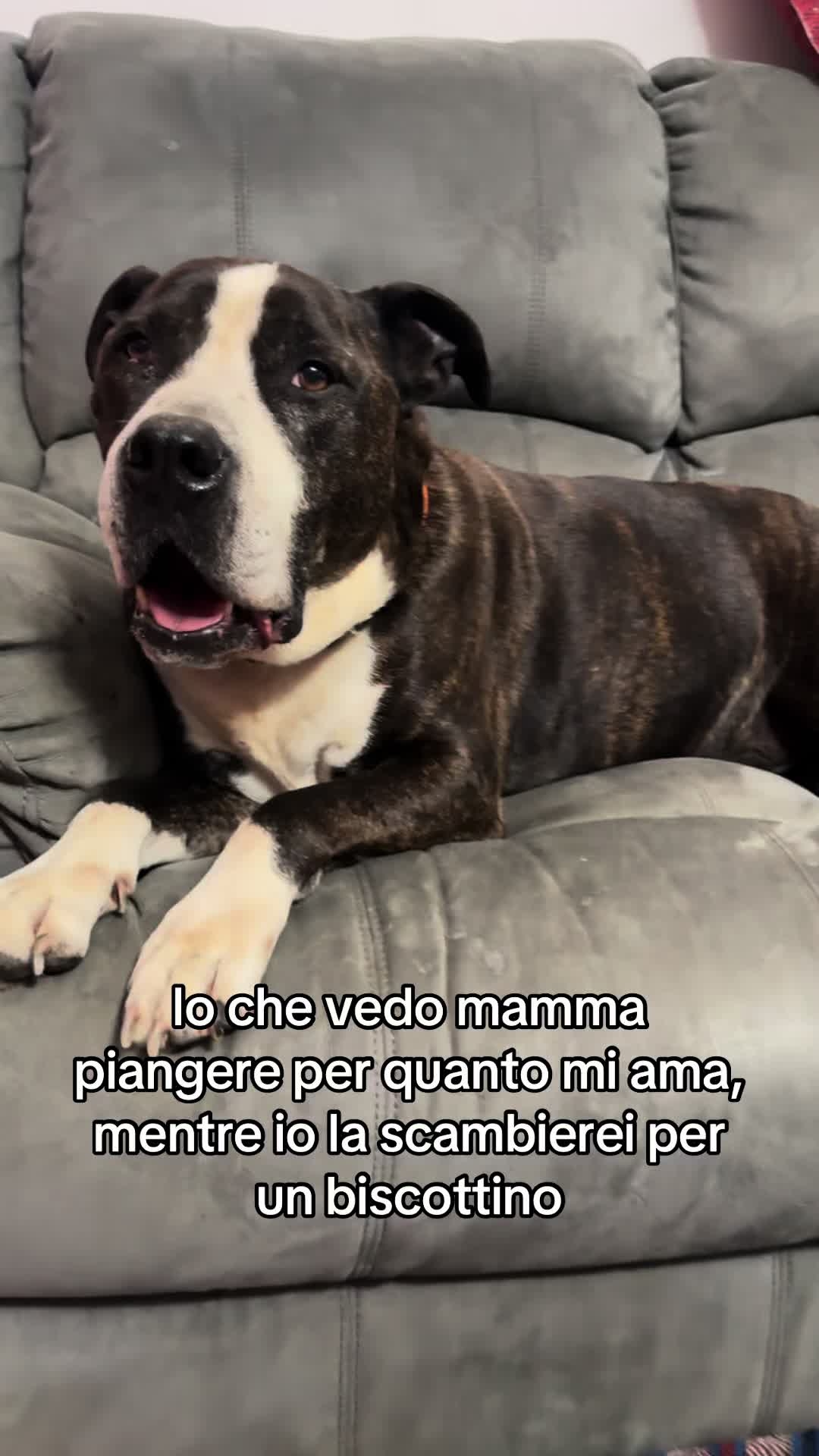 @💎Emanuela80🐾💎