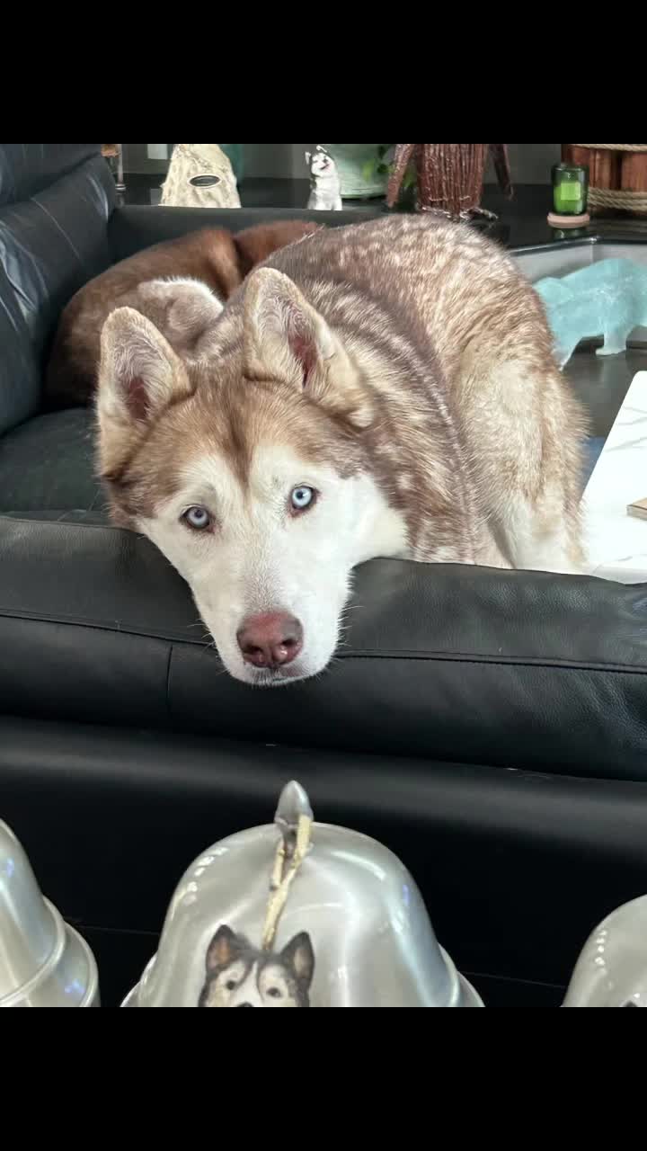 @SHARPofNY SiberianHusky Rescue