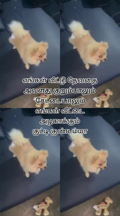 @🌔நிலவின் நிழல்🌖