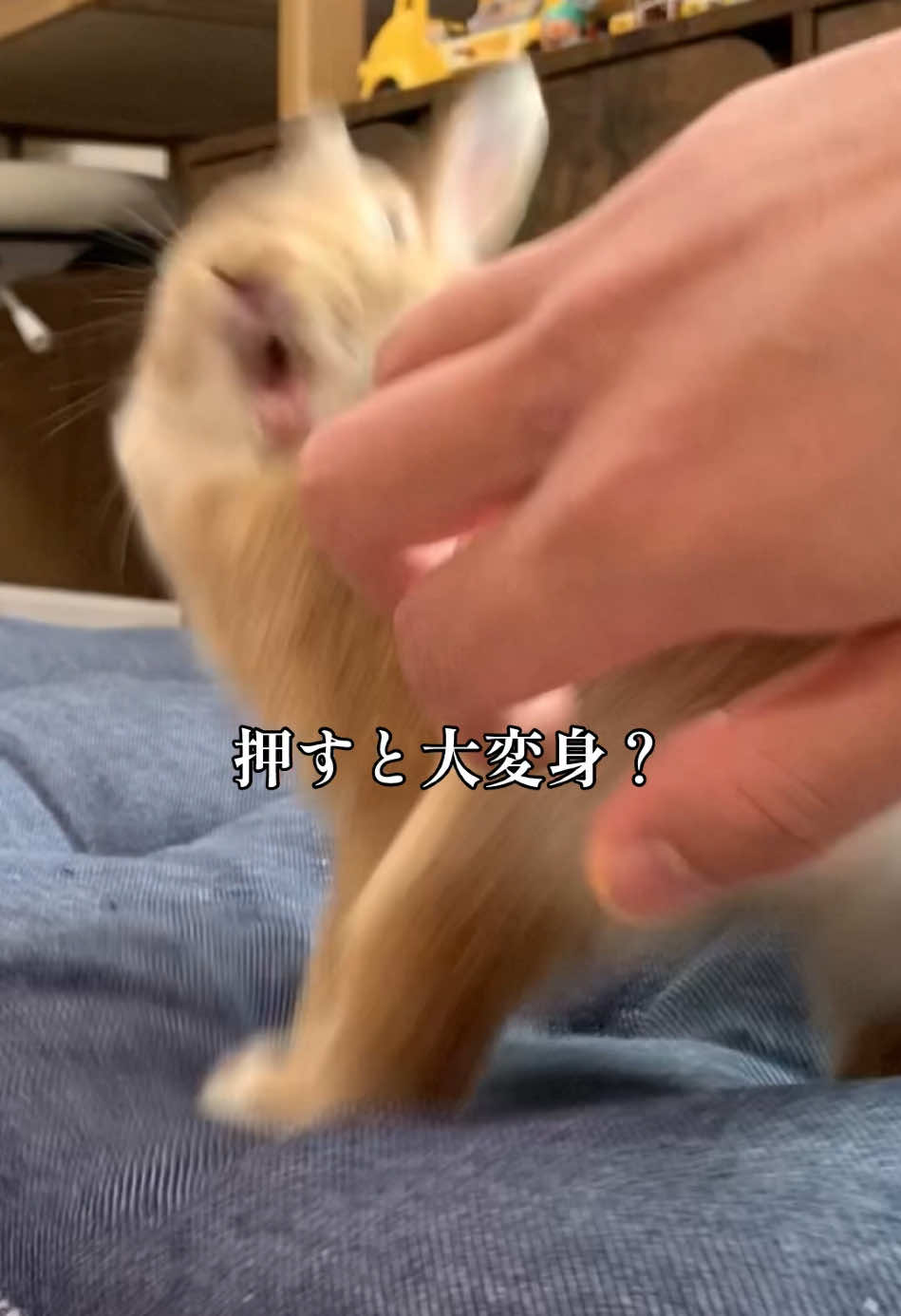 @rabbit man
