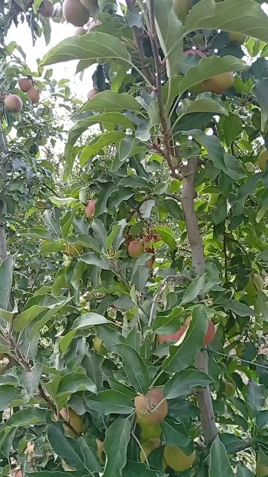 @gülum