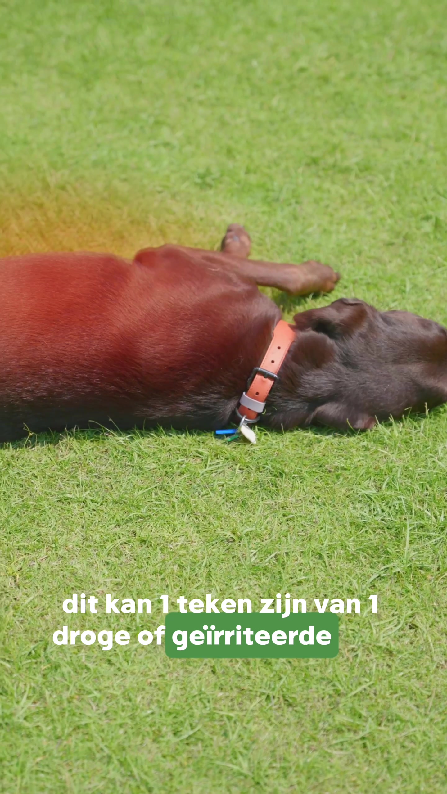 @Pure Paws