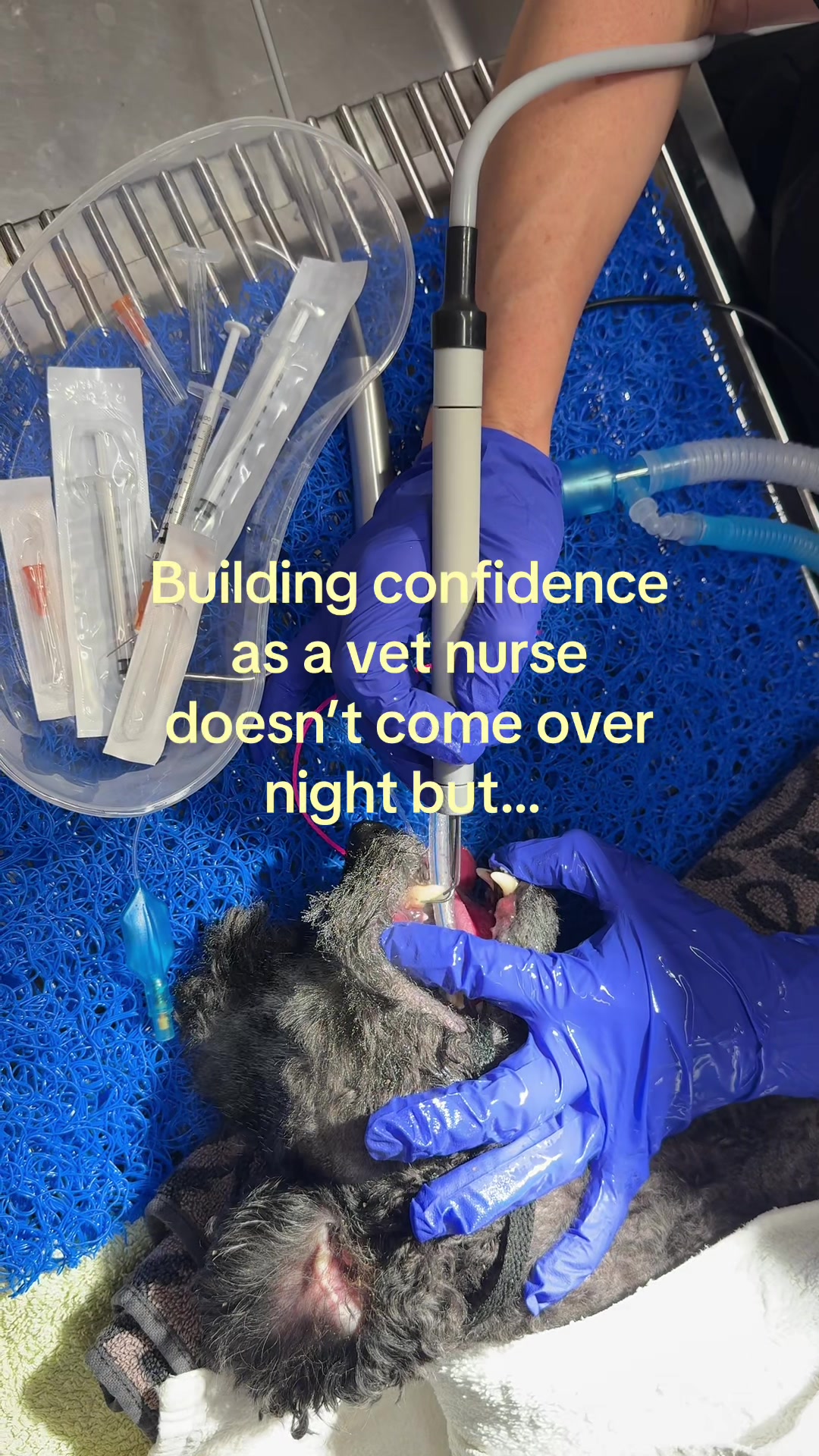 @Tess the Vet Nurse