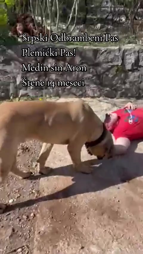 @Plemićki pas Srpski mastif