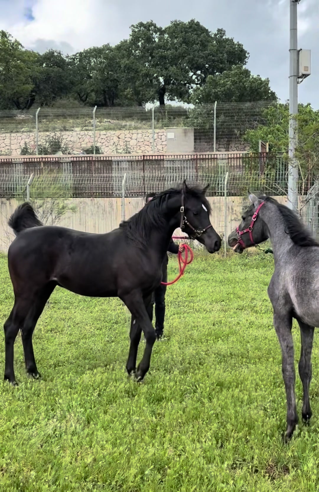 @חוסיין כעביה🐎