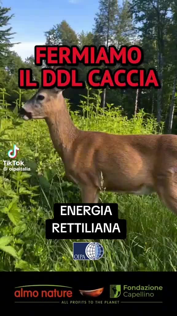 @gruppo emiddio fattore