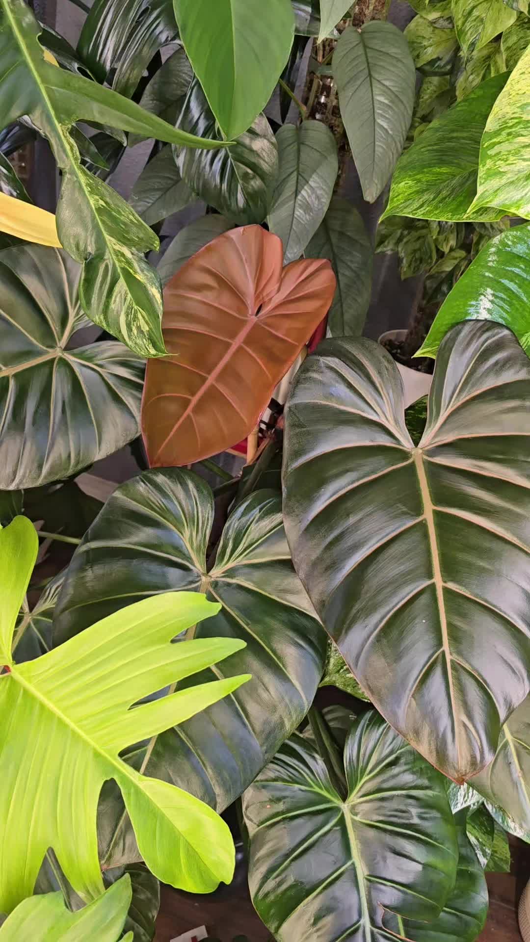 @JT - BigEGOPlants