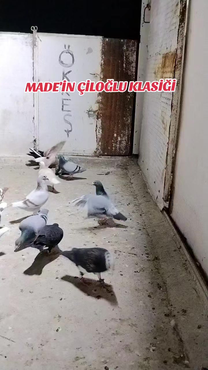 @&Ccedil;İLOĞLU KLASİĞİ