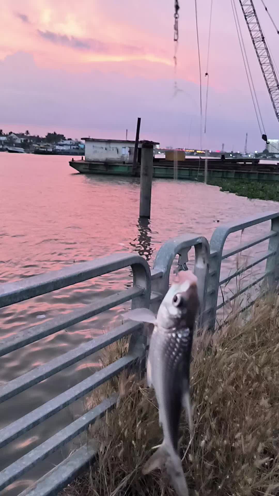 @Thợ Săn HuGo 🐟